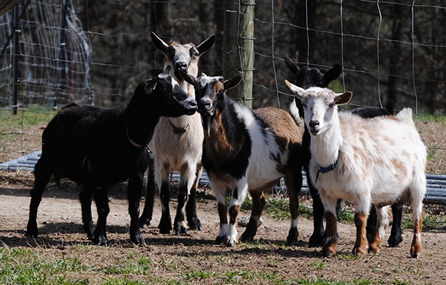 how-to-raise-goats
