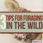 Primitive Survival Skills: Foraging for Food and Supplies