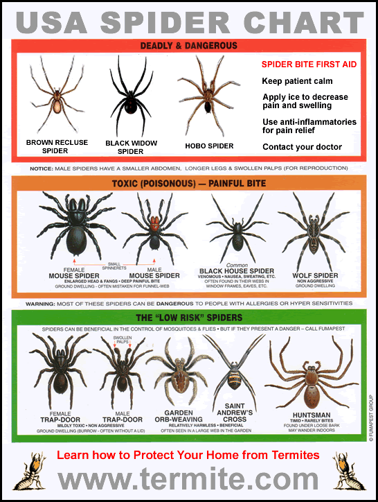 Venomous and Harmless Spider Chart | Survival Skills | Guide to Venomous Spiders