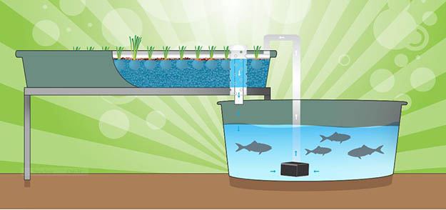 Intro to Aquaponics by Survival Life at http://survivallife.com/2015/06/25/intro-to-aquaponics/