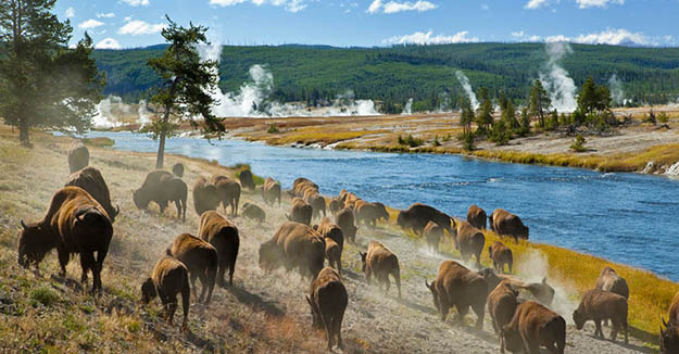 What would a Yellowstone camping be without taking photographs of the awe-inspiring sceneries? Via nathab.com