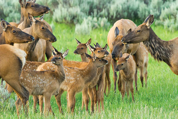 Apart from wolves, you will also see elk, bison, bears and many more when you go Yellowstone camping. Via hcn.org