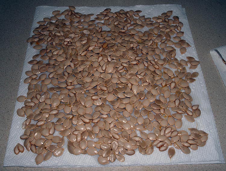 drying survival seeds on a paper towel