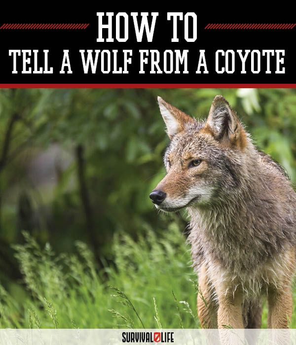 Coyote vs. Wolf: Knowing the Difference | Survival Life