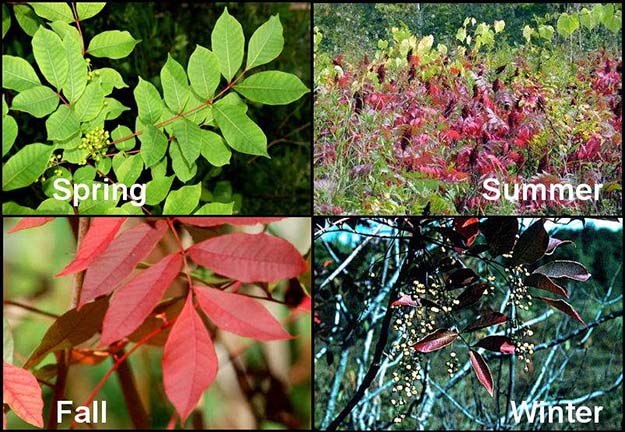 Poison Ivy, Oak and Sumac: Be Aware All Year Round - Survival Life