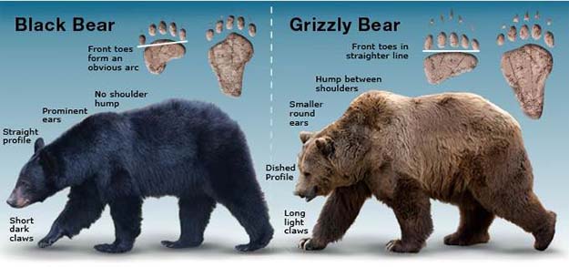 bear encounters infographic