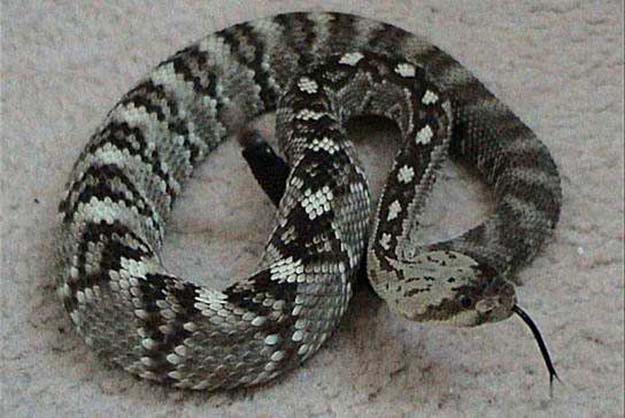 black-tailed rattlesnake