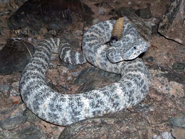 speckled rattlesnake