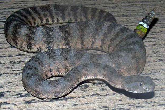 tiger rattlesnake