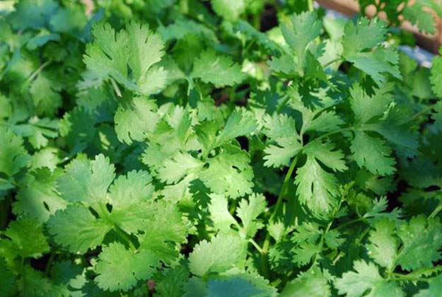cilantro plant for your survival garden