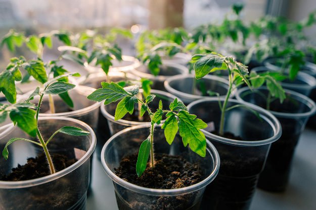 Try this super easy way to grow tomato seedlings |10 Gardening Tips and Tricks That Everyone Should Know