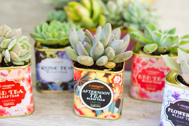  DIY Tea Tin Herbs |10 Gardening Tips and Tricks That Everyone Should Know