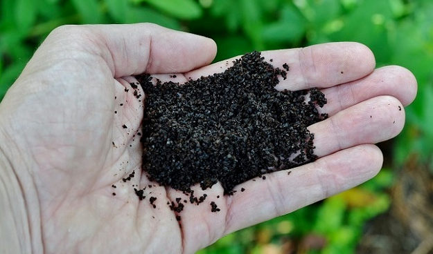 Use coffee grounds in your garden |10 Gardening Tips and Tricks That Everyone Should Know