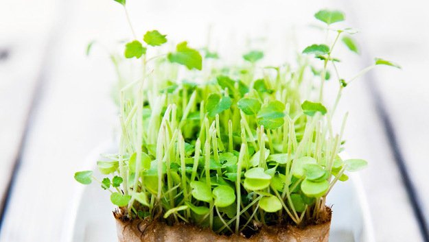 Grow delicate microgreens |10 Gardening Tips and Tricks That Everyone Should Know