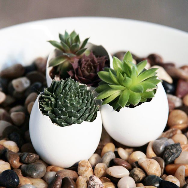 Succulent Planters |10 Gardening Tips and Tricks That Everyone Should Know