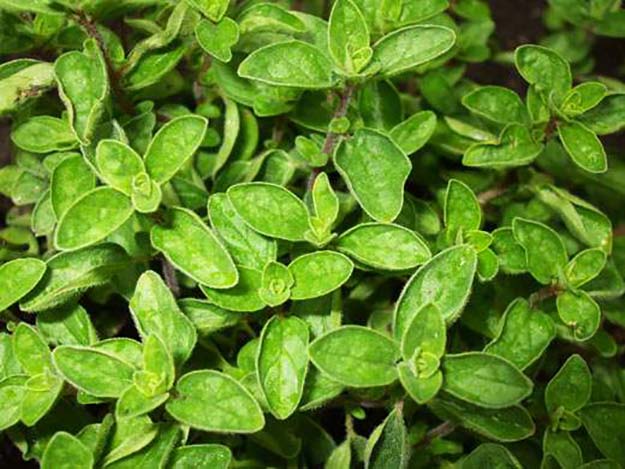oregano plant for your survival garden