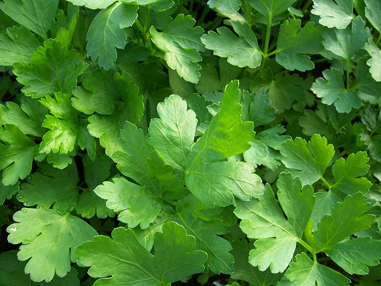 parsley plant for your survival garden
