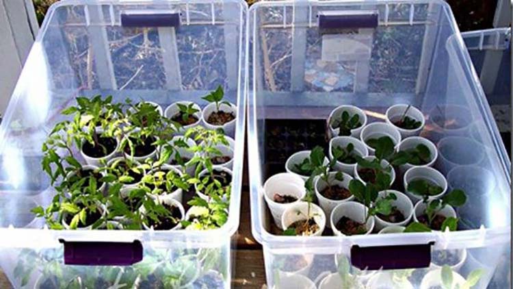 clear plastic tote greenhouse