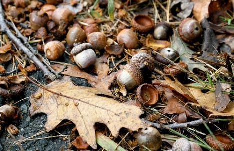 animal trap acorns