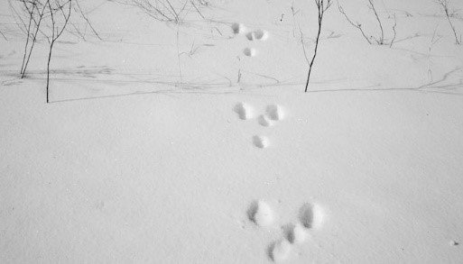 animal trap footprints