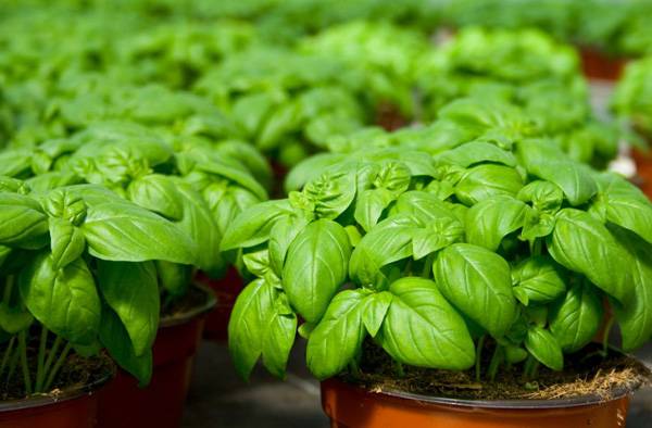 repel insects with basil plant