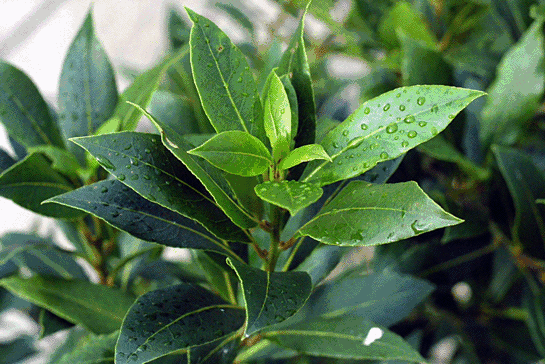repel insects with bay leaves