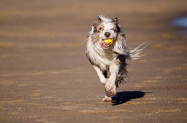 dogs keep you active and healthy
