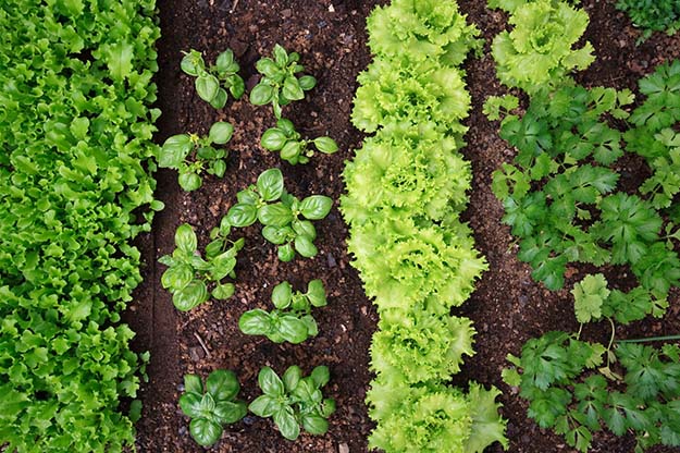 grow your own herbs and vegetables