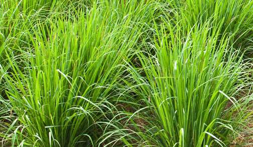 repel insects with lemongrass plant