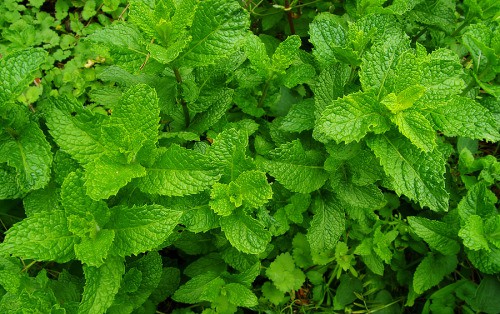 repel insects with mint plant