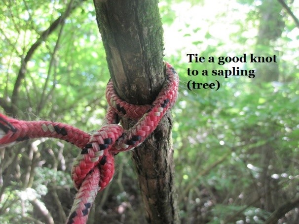 paracord tied to sapling