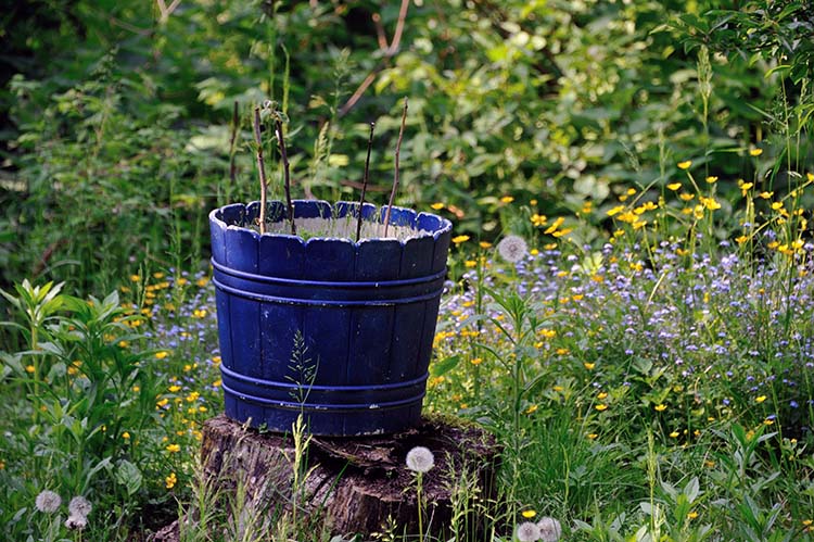 plants you can grow in buckets
