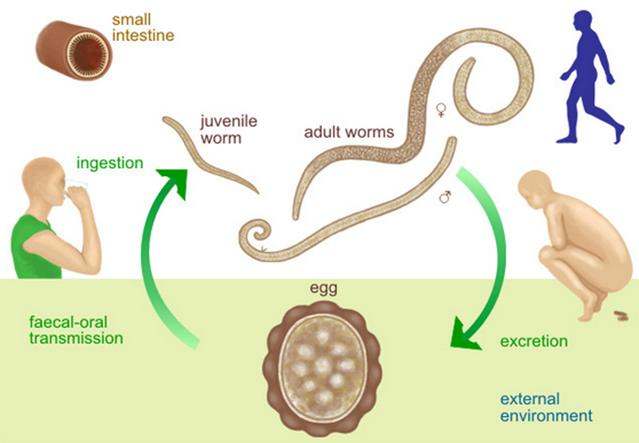 Ascarius roundworm