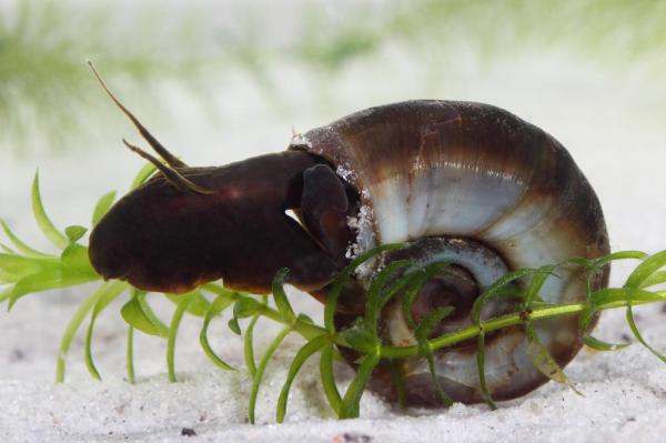 freshwater snail