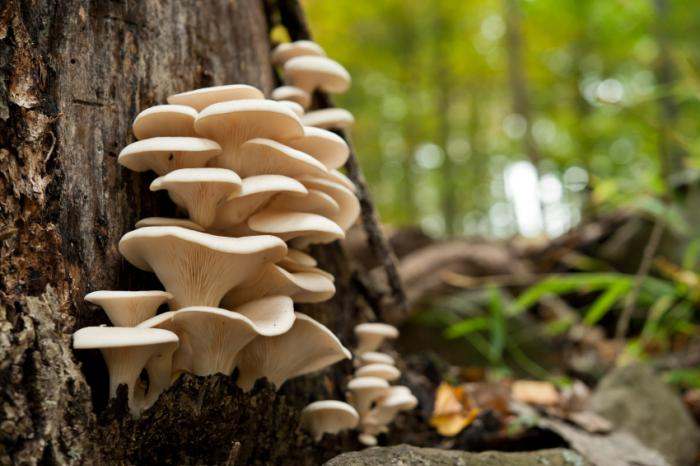 6 Easy Steps To Growing Wild Mushrooms At Home Sl 6898