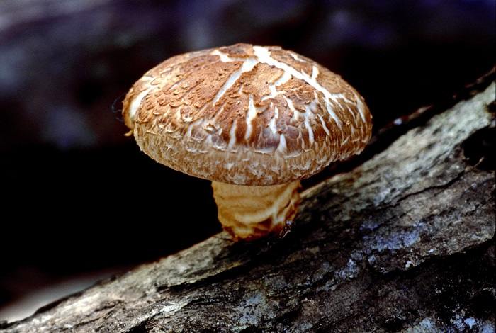 The shiitake is an edible mushroom native to East Asia, which is cultivated and consumed in many Asian countries. It is considered a medicinal mushroom in some forms of traditional medicine.