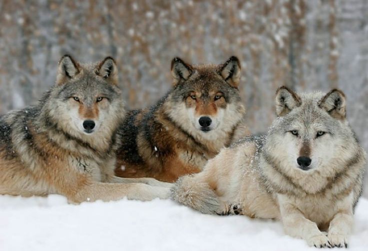 wolf pack yellowstone