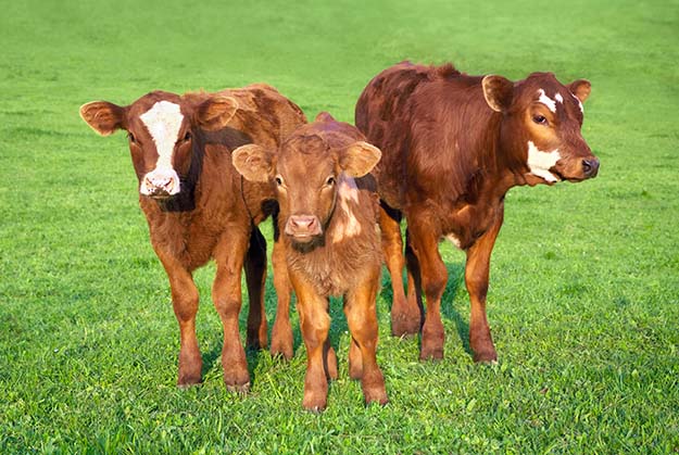 choosing calves