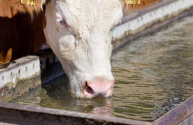cow drinking water