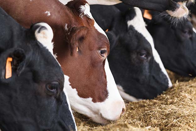 feeding cows 9 Ways to Repel Rats Naturally For A Rodent-Free Fall