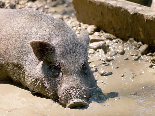 pig in mud hole