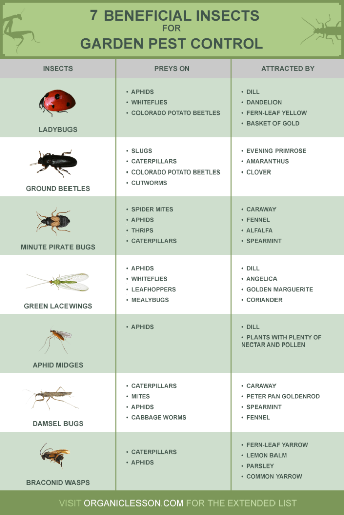 beneficial-insects-pest-infographic