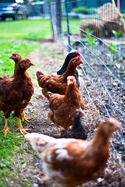 chicken farming 2