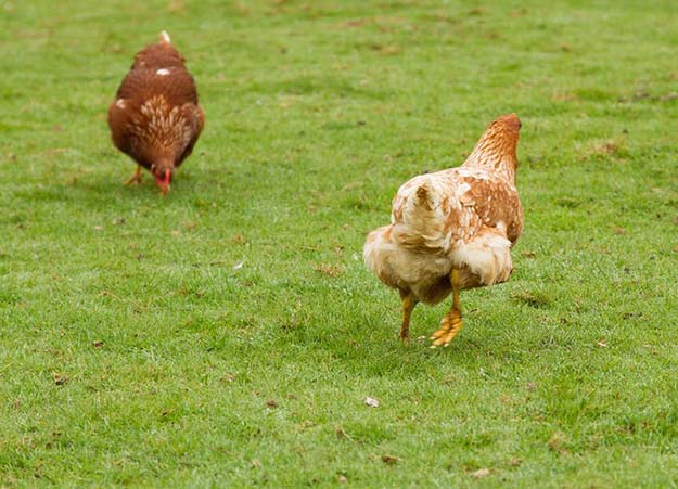chicken farming 4
