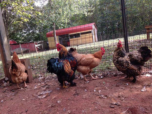 chicken farming 5
