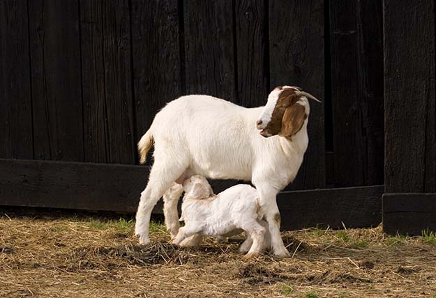mother goat