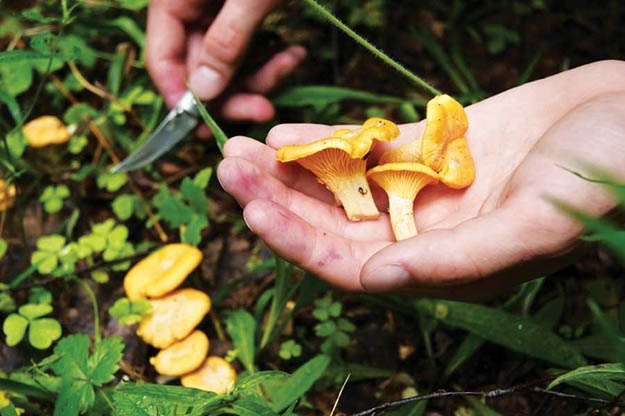 Chanterelles | 19 "Old World" Primitive Survival Skills You'll WISH You Knew Before TSHTF