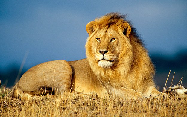 african_lion_king-wide_1