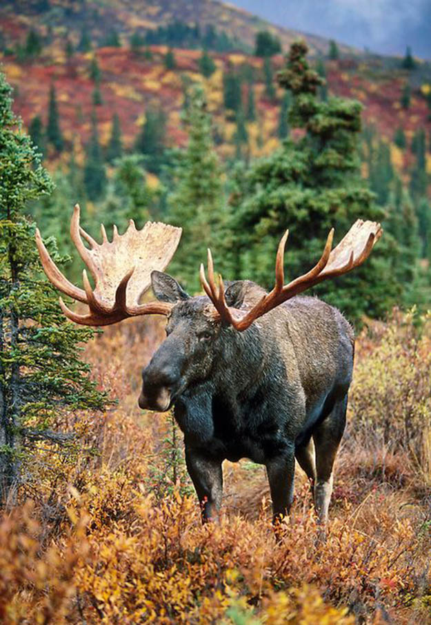 alaska-hunting-laws-and-regulations-2