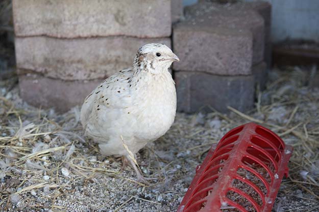 A white baby quail inside a quail hutch